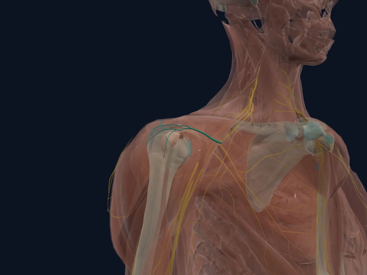 Thoracoacromial Artery highlighted in teal with nearby anatomy shown for orientation.