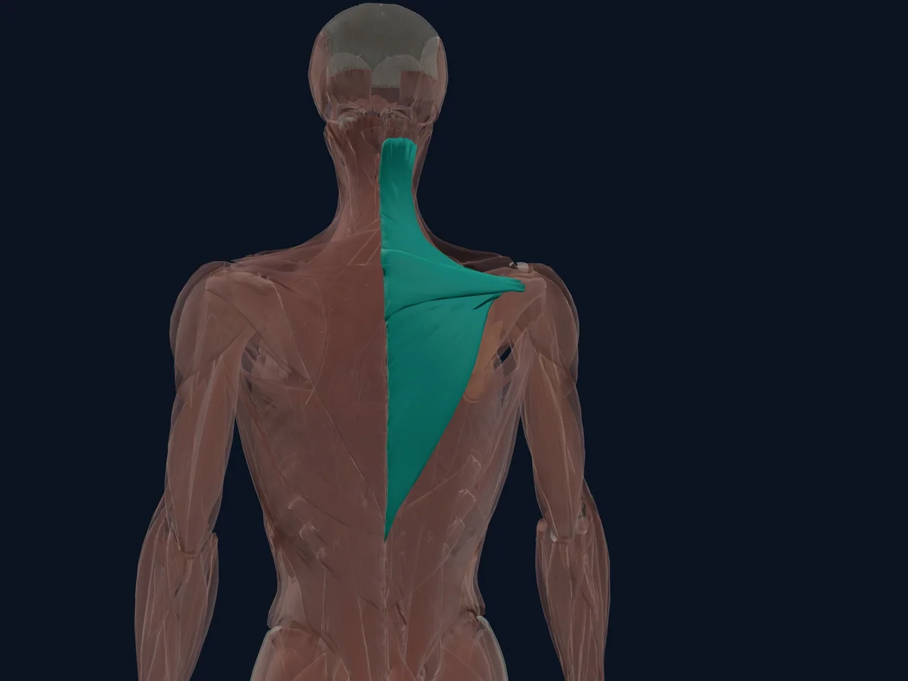 Trapezius highlighted in teal with nearby anatomy shown for orientation.