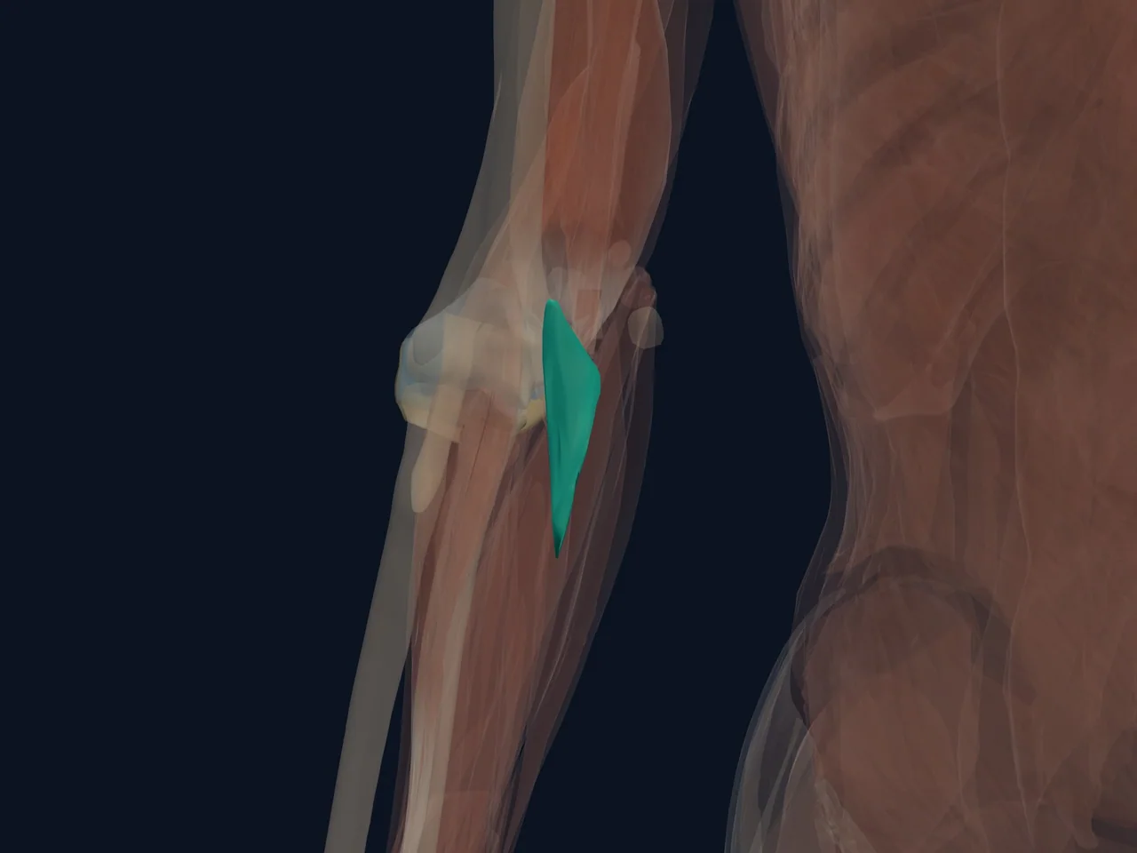 Anconeus highlighted in teal with nearby anatomy shown for orientation.