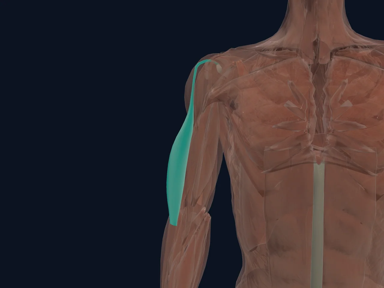 Biceps Brachii (Long Head) highlighted in teal with nearby anatomy shown for orientation.