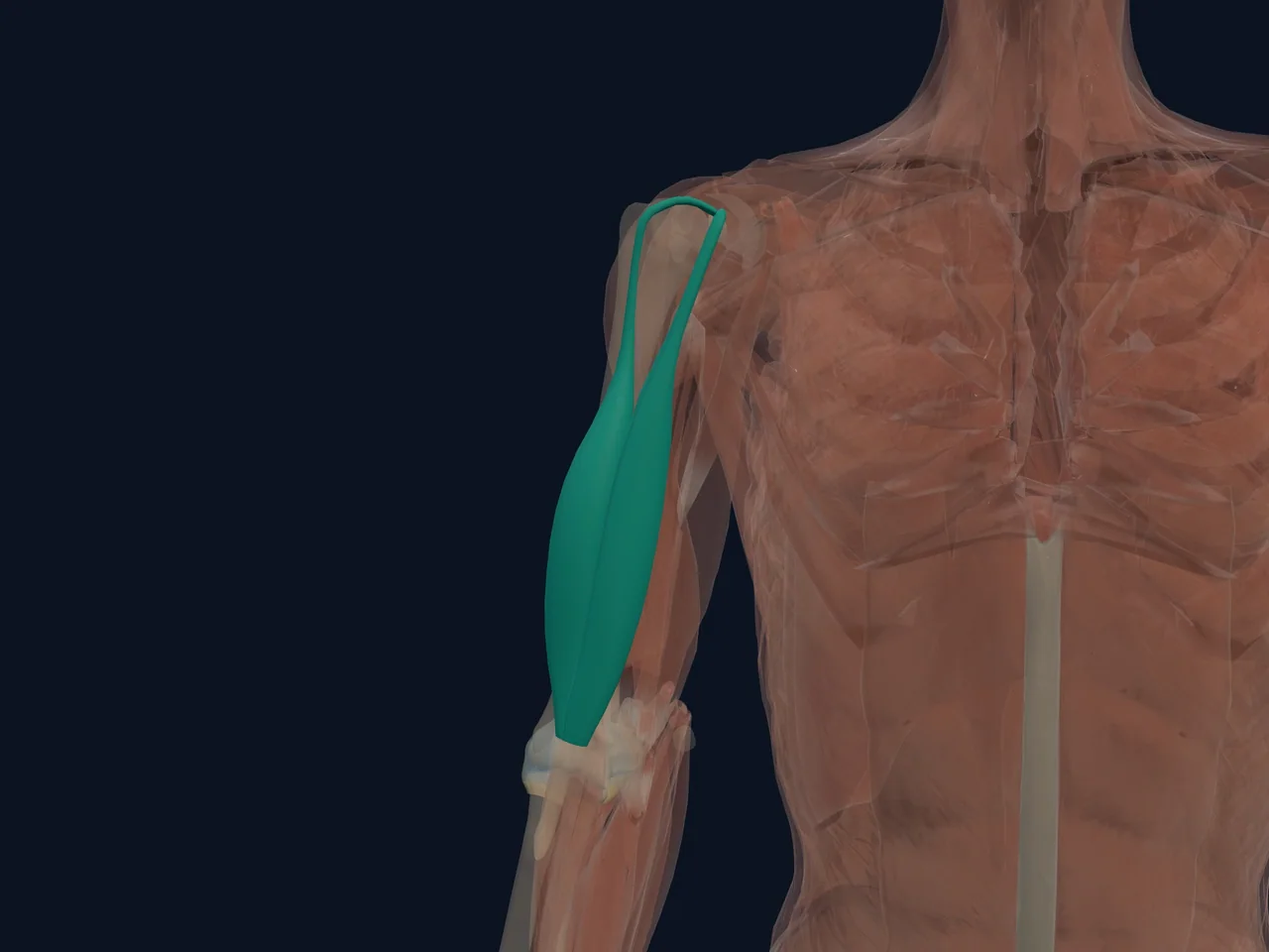 Biceps Brachii highlighted in teal with nearby anatomy shown for orientation.