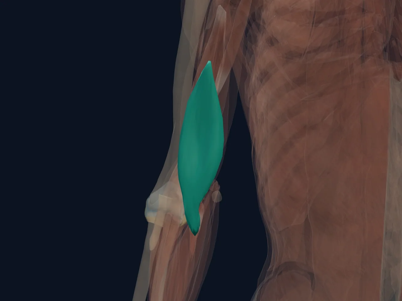 Brachialis highlighted in teal with nearby anatomy shown for orientation.