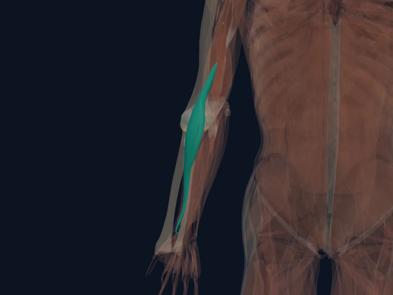 Brachioradialis highlighted in teal with nearby anatomy shown for orientation.