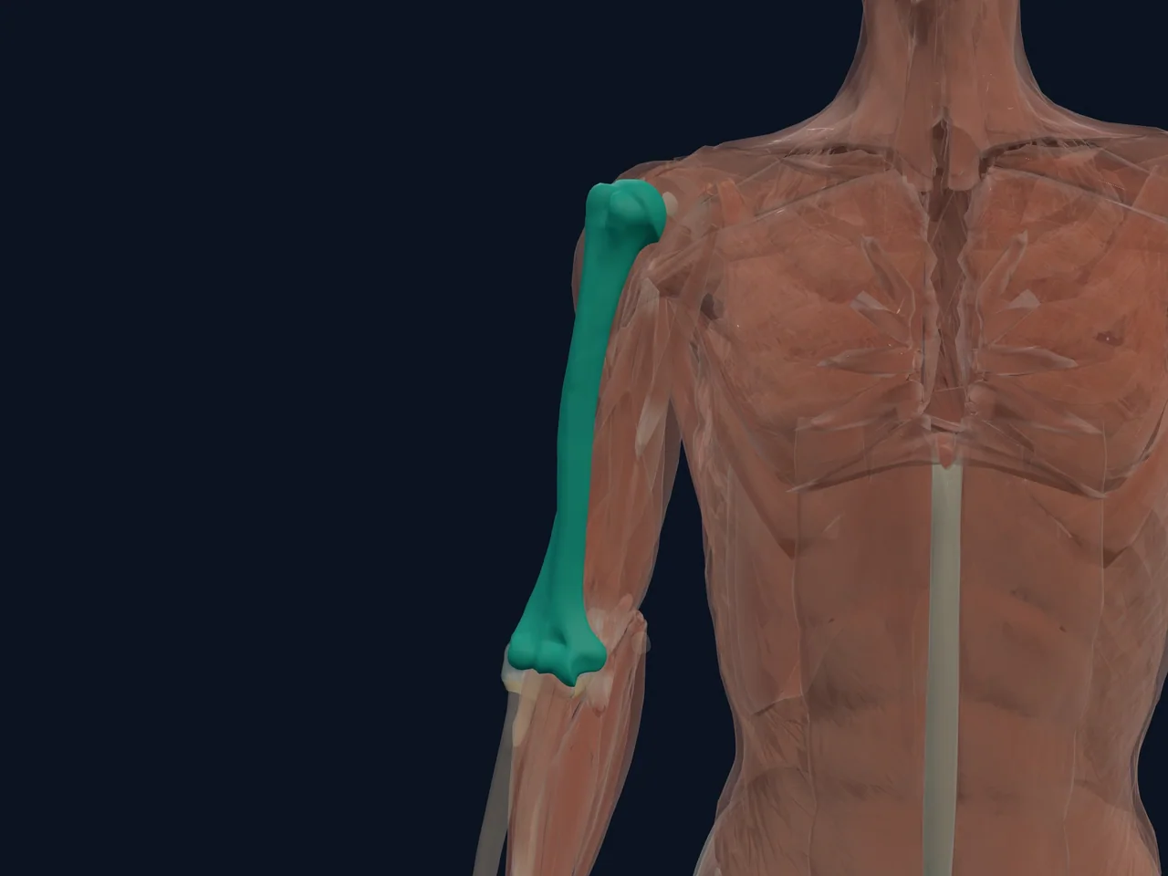 Distal Humerus highlighted in teal with nearby anatomy shown for orientation.