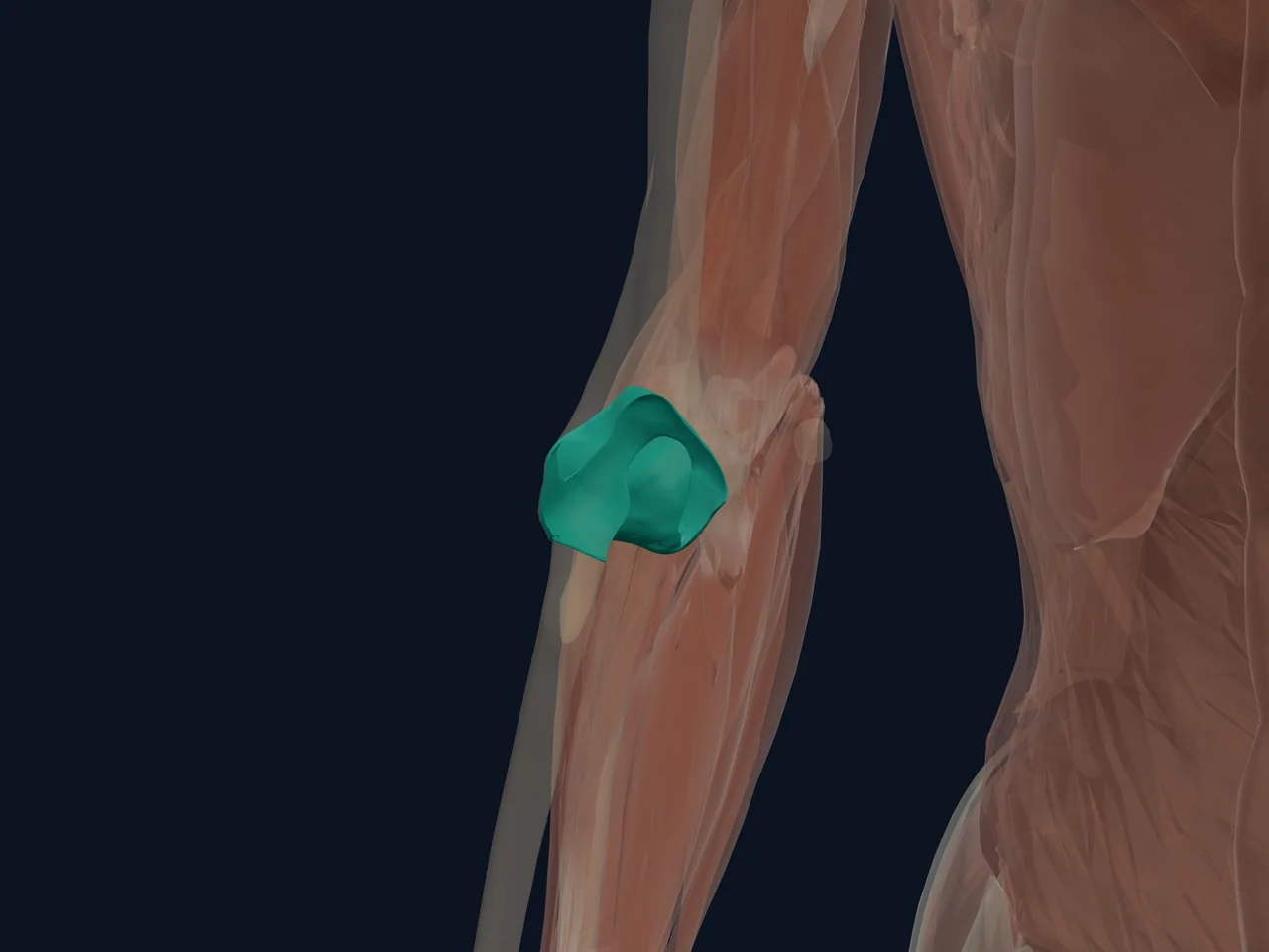 Elbow Joint highlighted in teal with nearby anatomy shown for orientation.