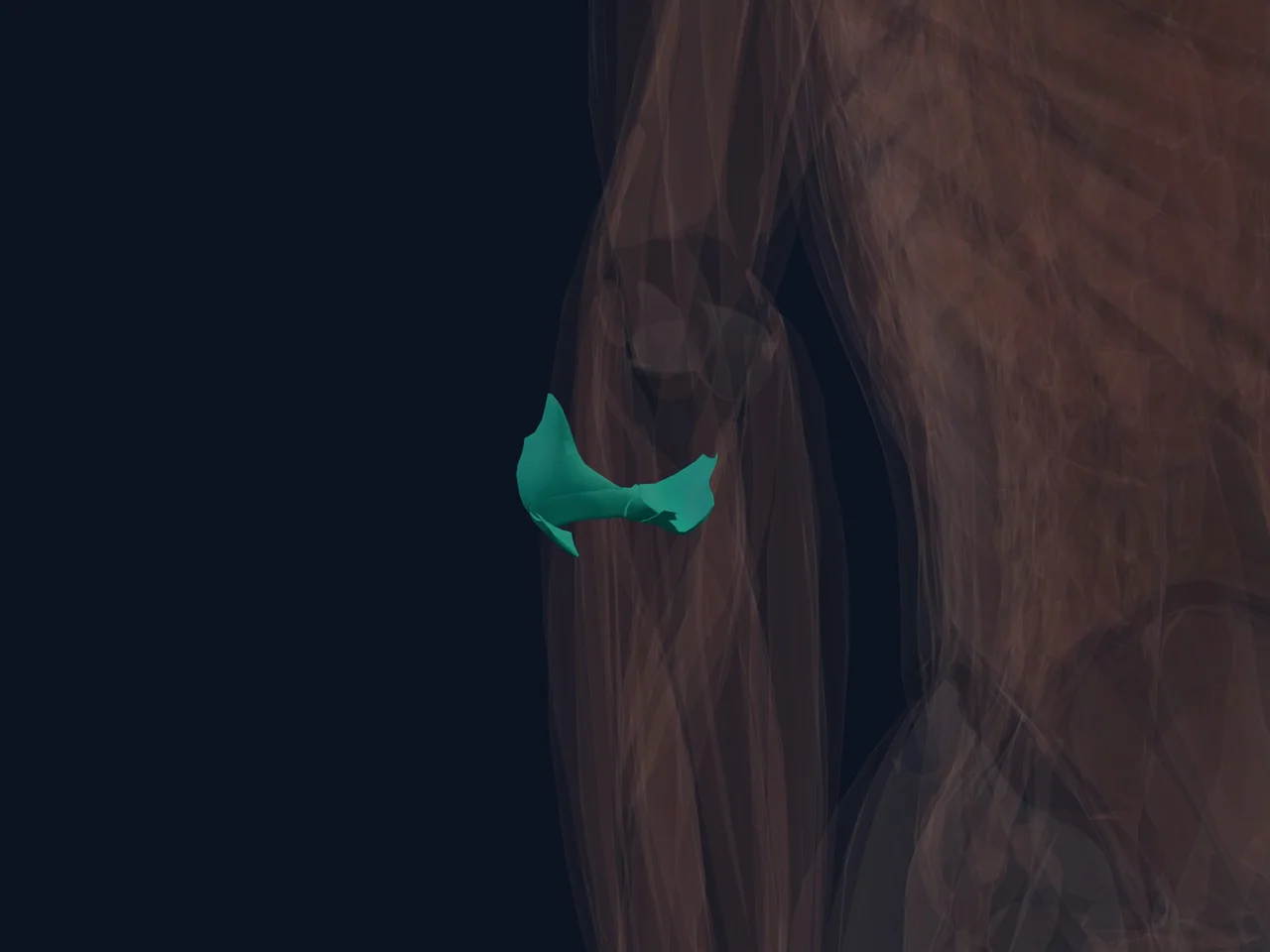 Elbow Ligaments highlighted in teal with nearby anatomy shown for orientation.
