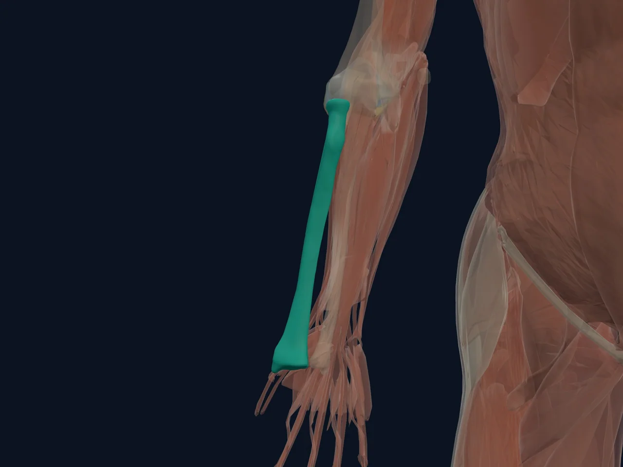 Proximal Radius and Radial Head highlighted in teal with nearby anatomy shown for orientation.