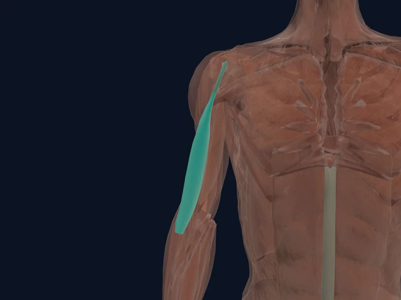 Biceps — Short Head highlighted in teal with nearby anatomy shown for orientation.