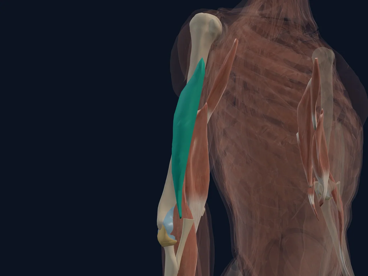 Triceps Brachii highlighted in teal with nearby anatomy shown for orientation.