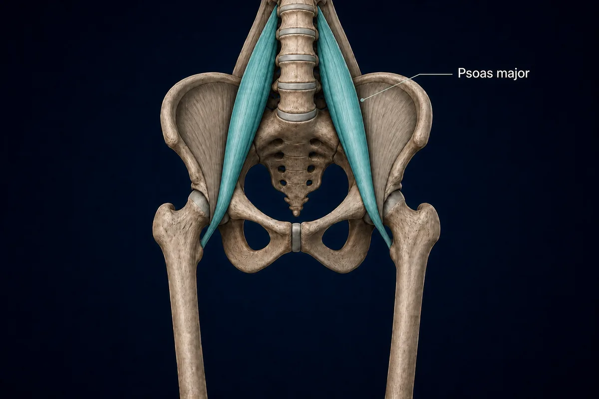 Anterior hip anatomy highlighting the psoas major muscles in teal.